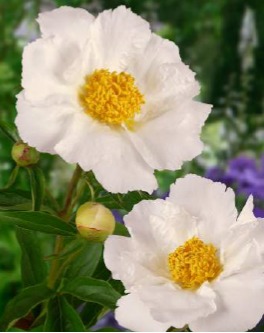 Peonia erbacea - Krinkled white () | Centro Botanico Moutan